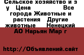 Сельское хозяйство и з/у › Цена ­ 2 500 000 - Все города Животные и растения » Другие животные   . Ненецкий АО,Нарьян-Мар г.
